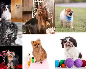 Bitpie最新版下载